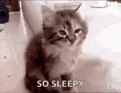 Sleepy kitten falling asleep