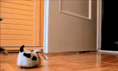 kitten plays with toy mouse