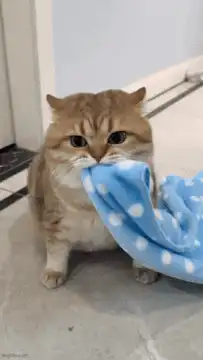 Cat biting blue polka dot blanket