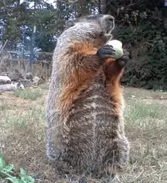 Groundhog eating an apple