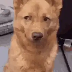 Dog nodding and smiling