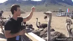 Man gets his coffee cup stolen by an ostrich