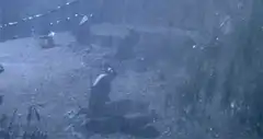 Graveyard in heavy rain