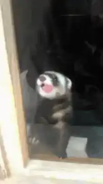 Ferret licking glass window