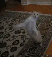 white cat dancing on rug