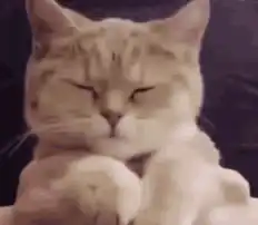 judgy cat blinking