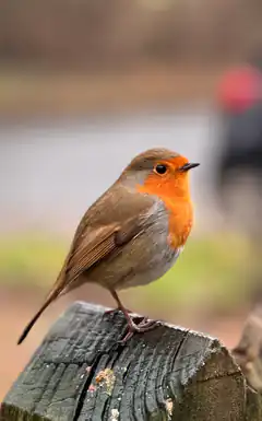 European robin on wooden post