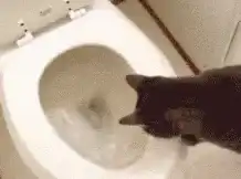 Cat falls in toilet and screams