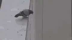 Pigeon pecks window and falls