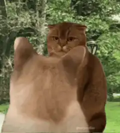 orange cat staring at another cat