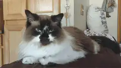 Grumpy fluffy cat lying down