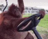 Orangutan driving a golf cart