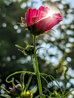 sunlit pink cosmos flower