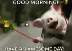 Pig with flowers good morning