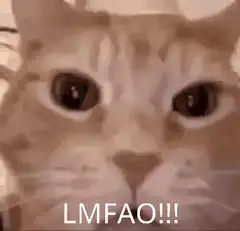 Cat laughing LMFAO