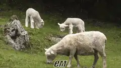 Sheep and lambs grazing in a field