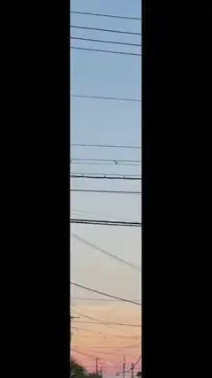 bird on power lines at sunset