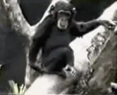 chimpanzee falls from tree
