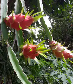 dragon fruit on cactus