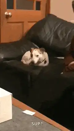 Dog on couch zooms in with text SUP?
