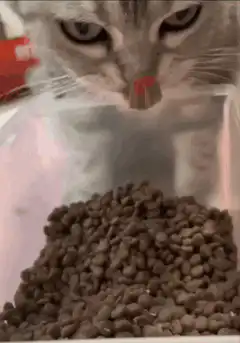 cat playing with cat food