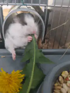 Hamster eating a dandelion leaf