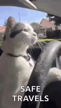 Cat driving car safe travels