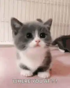 Where you at kitten