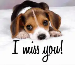 Sad puppy I miss you