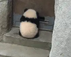 Cute panda cub playing with door handle