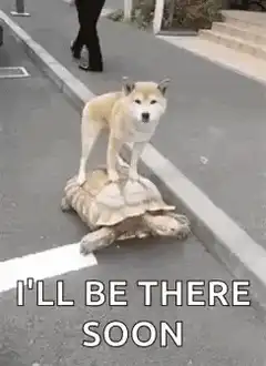dog riding turtle i'll be there soon