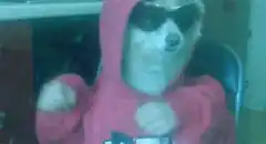 dog in hoodie and sunglasses dancing