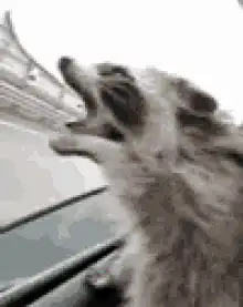Raccoon howling and dancing in a car