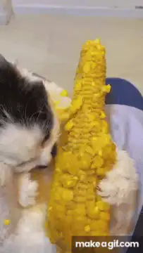 Cat eating corn with a drawn-on mustache