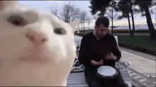 Cat face closeup with man playing drum