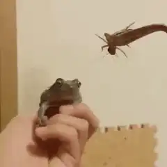 Frog eats cricket from tweezers