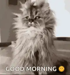 Fluffy cat good morning