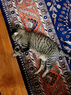 Tabby cat rolls on rug and looks up