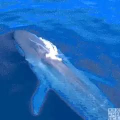 Blue whale surfacing and spouting