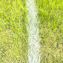White line on green grass
