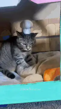 cat chef in bakery box