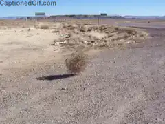 Tumbleweed rolling across desert road