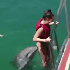 Dolphin kisses woman climbing boat ladder