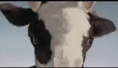 Cow mounts man in field