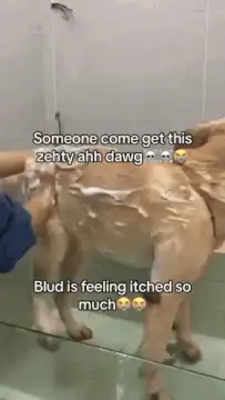 Dog enjoying a bath