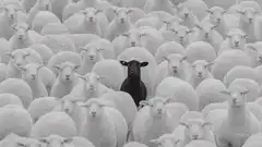 Black sheep among white sheep
