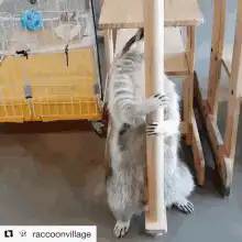 raccoon hugging wooden pole