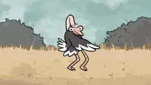 Ostrich dancing