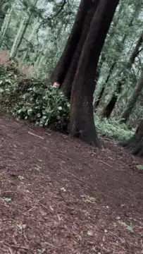 person peeking from behind tree in forest