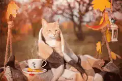 Cozy cat in autumn